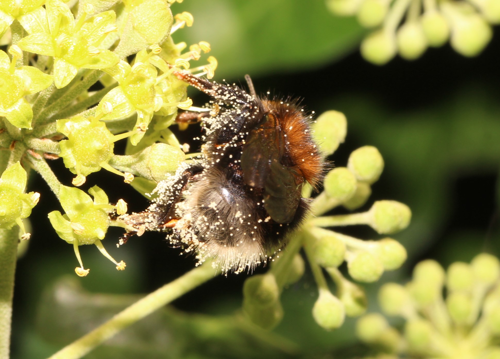 Baumhummel